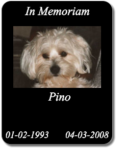 Pino            01-02-1993       04-03-2008 In Memoriam
