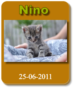 Nino 25-06-2011