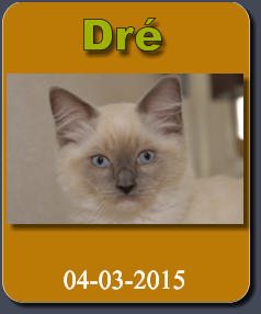 Dré 04-03-2015