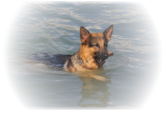 Luca