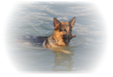 Luca