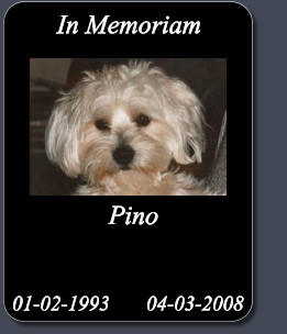 Pino            01-02-1993       04-03-2008 In Memoriam